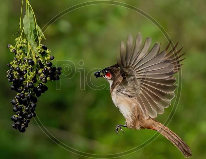 Red whiskered bulbul parents feeding the chick