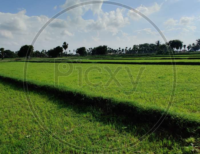 Green fields in the rural areas