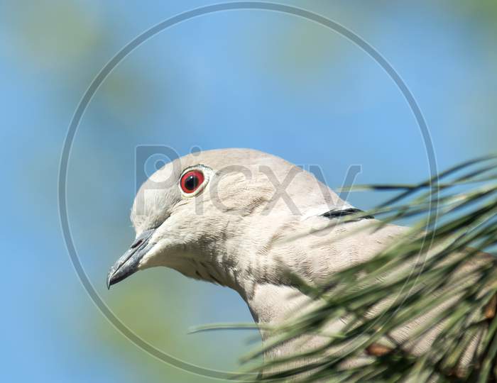 Head Shot Collared Dove, Streptopelia Decaocto, In Fir Tree From Below