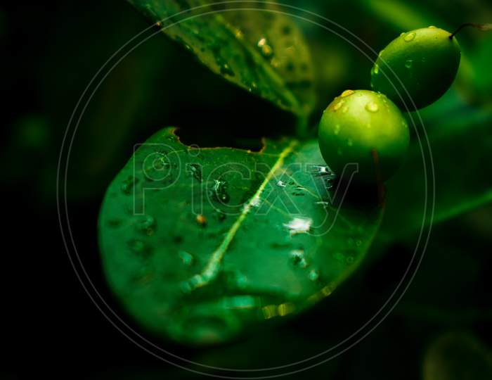 Fruits On The leaf With Water Drops