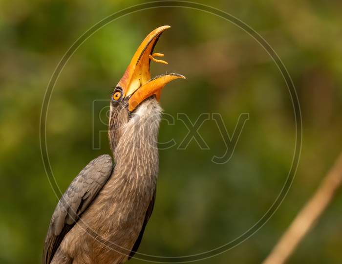 Malabar grey hornbill tossing worms