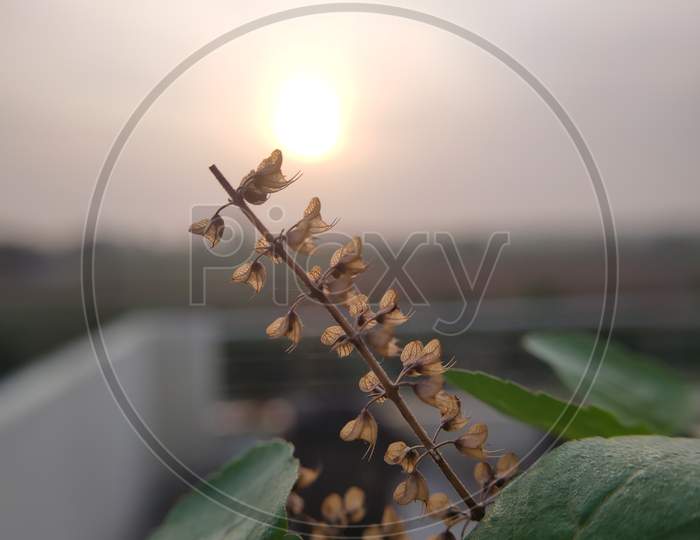 Branch of tulasi plant , sunrise plant photo