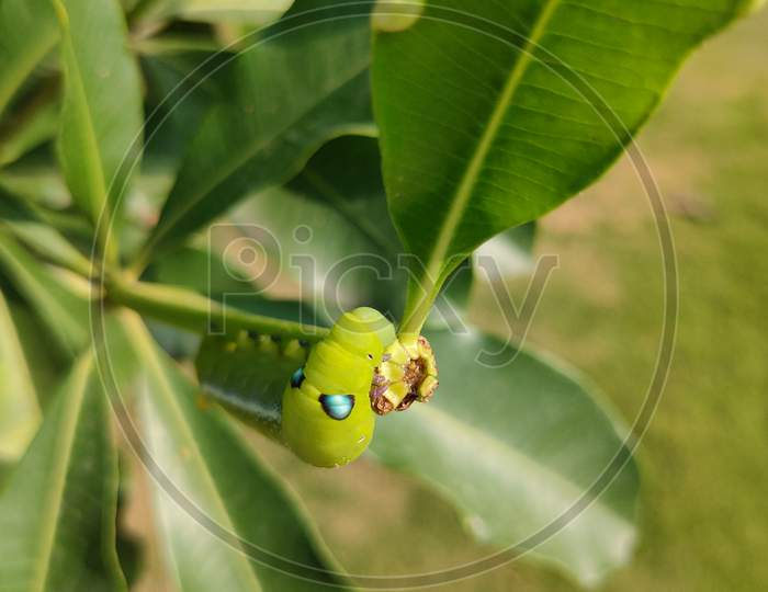Caterpillar on leaf Macro photography