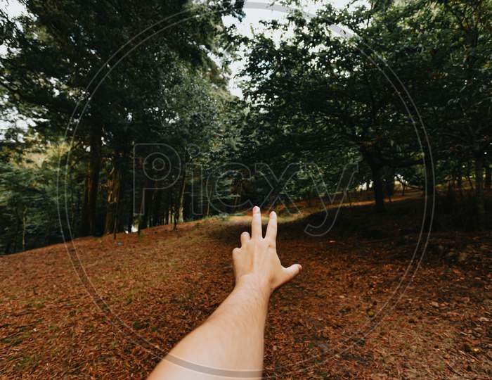 Inspiring Wide Angle Shot Of A Hand In The Middle Of The Forest During An Autumnal Day With A Lot Of Fallen Leaves And Green Trees With Copy Space