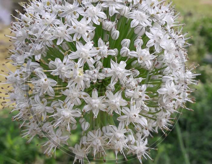 Allium stipitatum, persian shallot