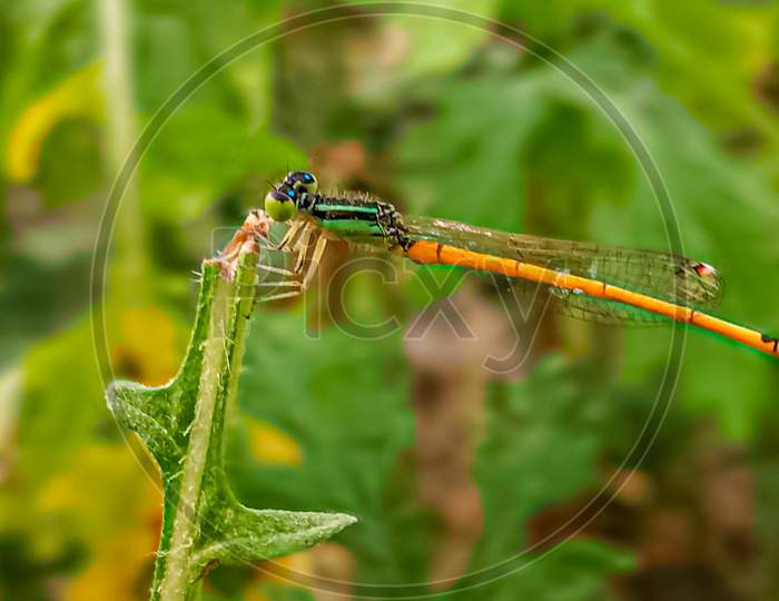 multi-colored demselfly