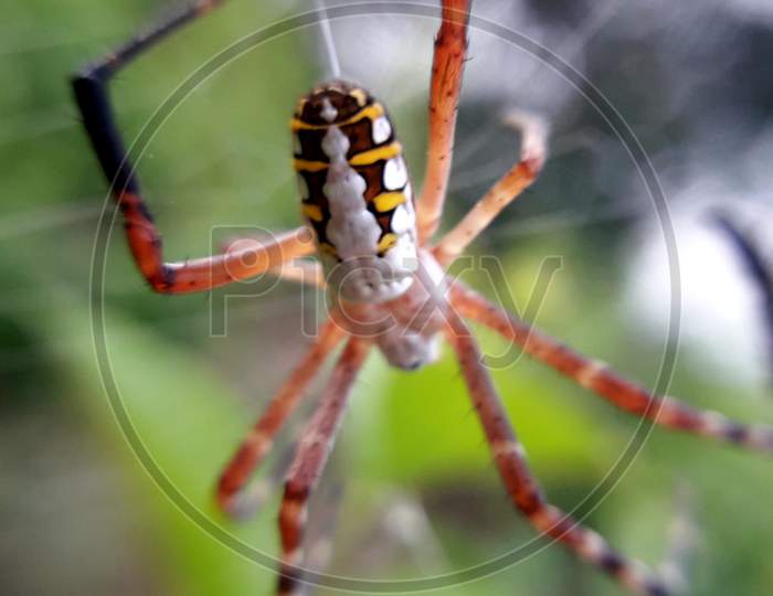 The Yellow Garden Spider, Argiope aurantia