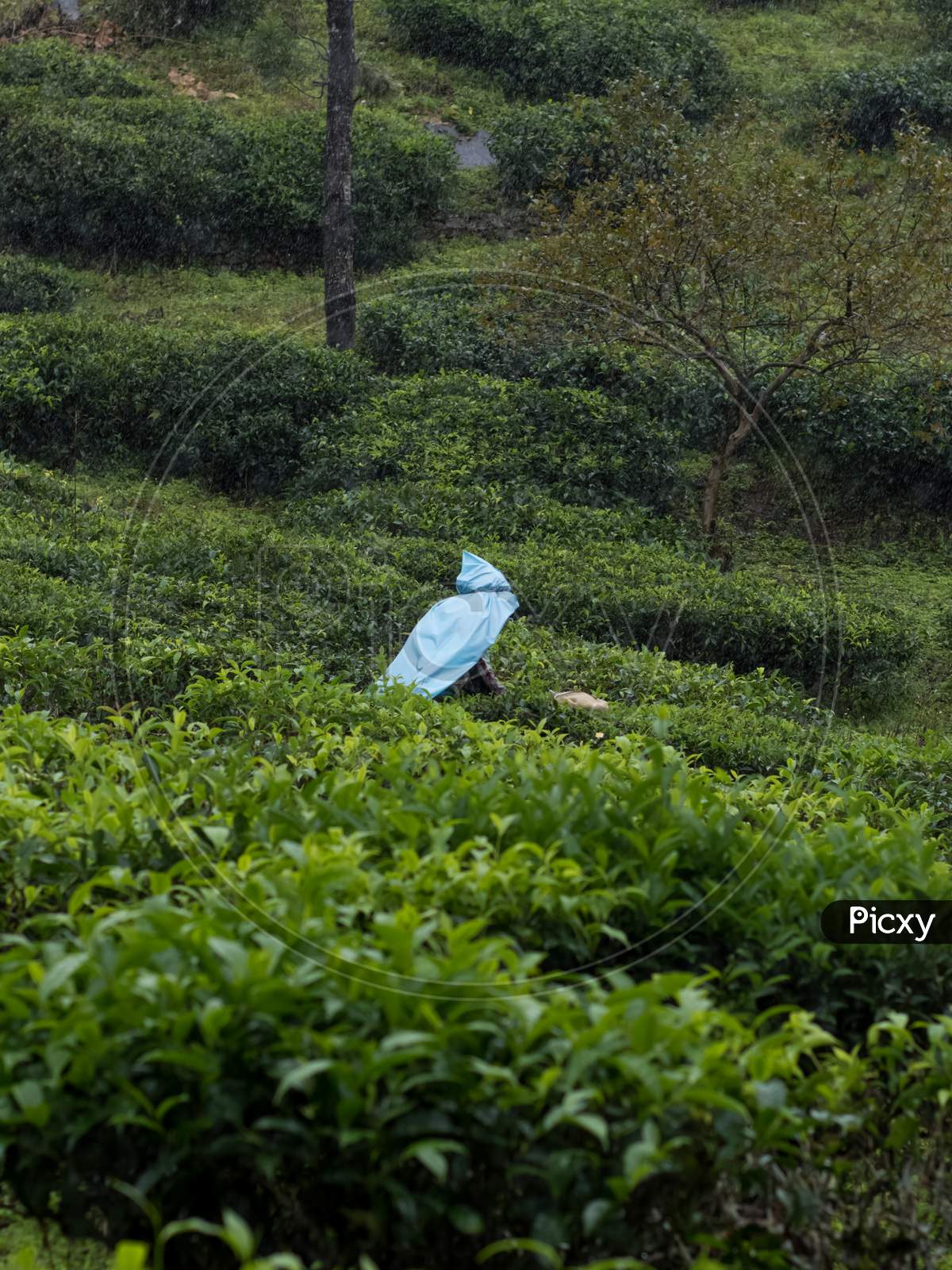 Portrait Oriented View Of A Single Tea Estate Plantation Women Worker Plucking Tea Leaves With Tools On A Hazy Rainy Day In Meppadi Near Kalpetta In Wayanad , Kerala.Drizzling Rain.