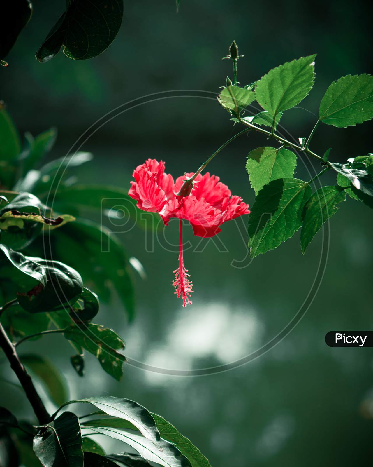 Red hibiscus flower with leaves, pond in background