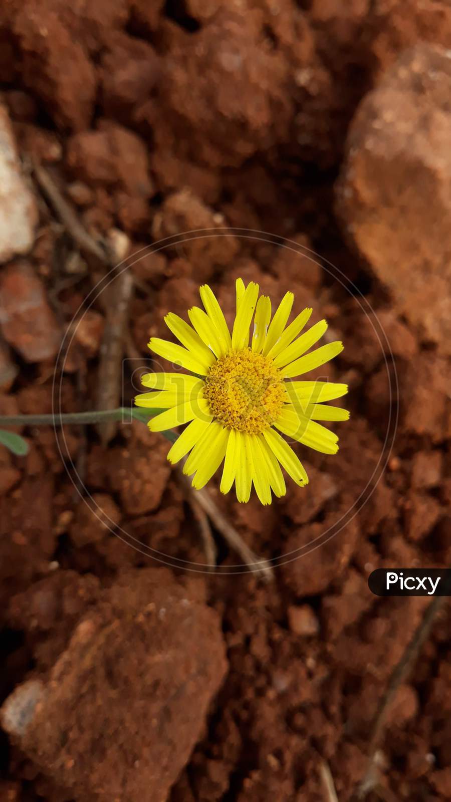 Euryops pectinatus Flower photo