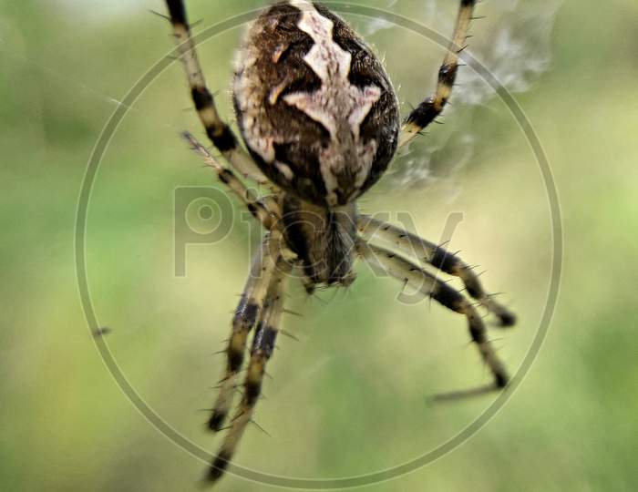 Spotted orb weaver, Neoscona spider.