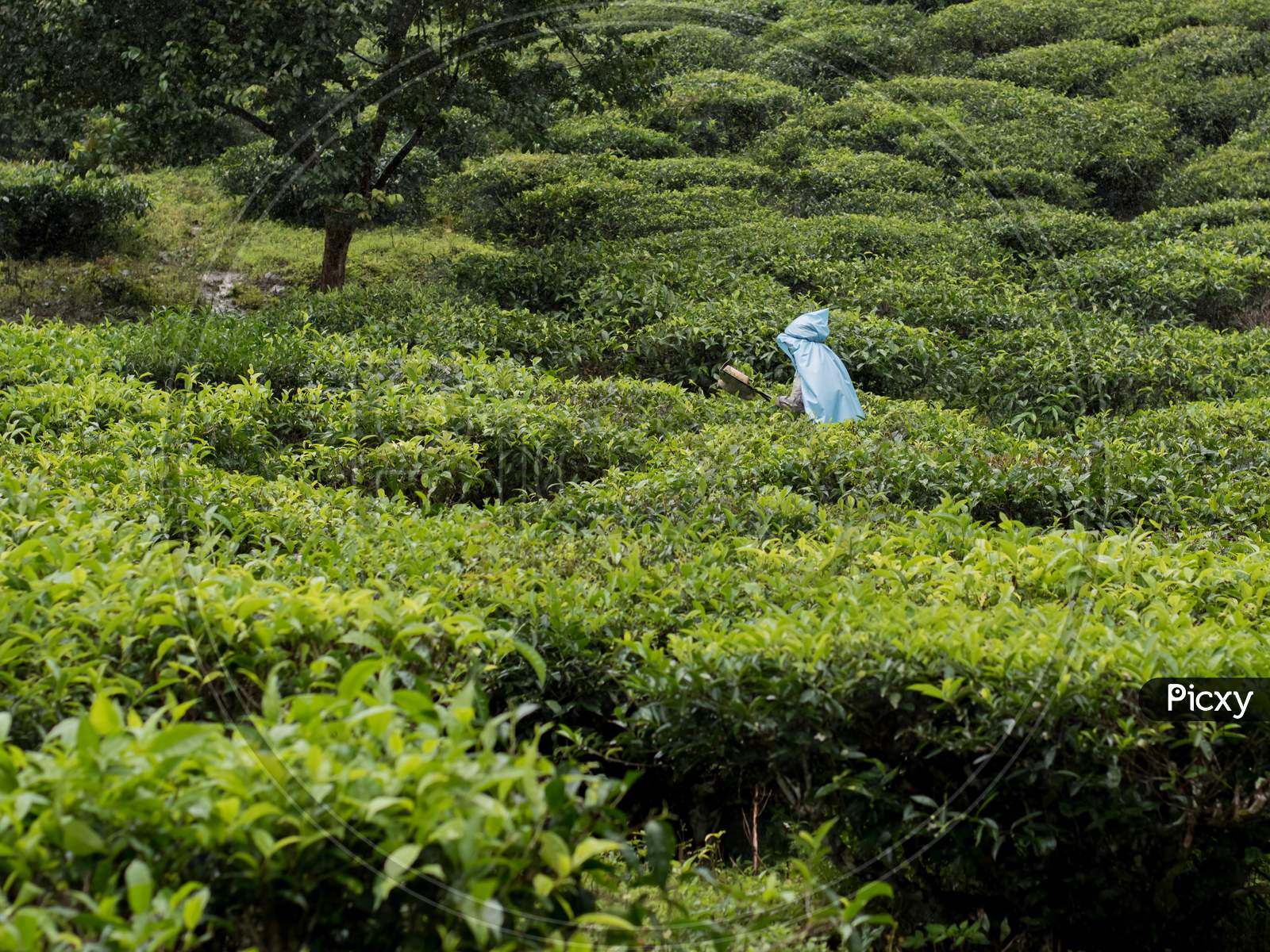Meppadi, Kerala/ India-9.21.2020:Landscape Oriented View Of A Single Tea Estate Plantation Women Worker Plucking Tea Leaves With Tools On A Hazy Rainy Day In Meppadi Near Kalpetta In Wayanad , Kerala.