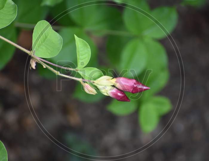 Rose bud with leaf