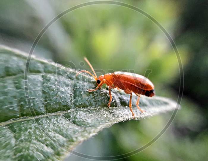 Leaf beetle red colour sitting on a leaf,Macro photography, Bikram khanra