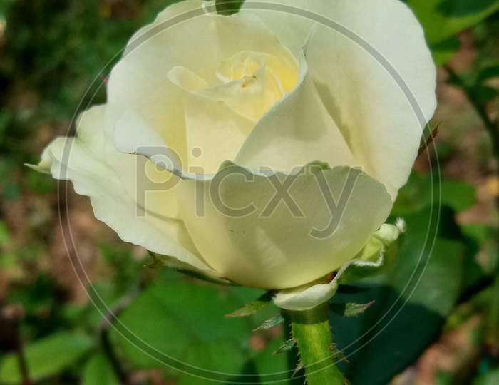 Yellowish white Rose