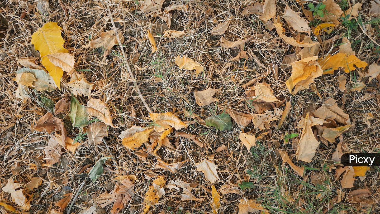Autumn Dry Or Dead Fallen Leaves In Garden Top View