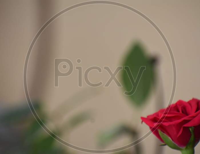 Morning red rose