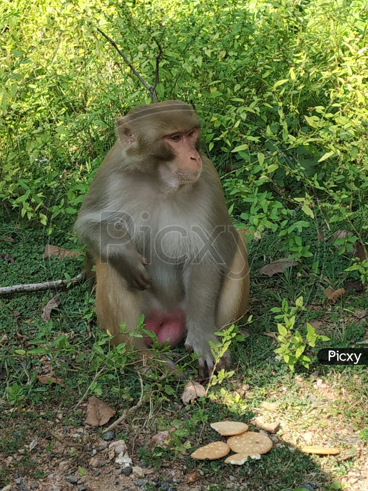 Rhesus Macaque (Indian Monkey)