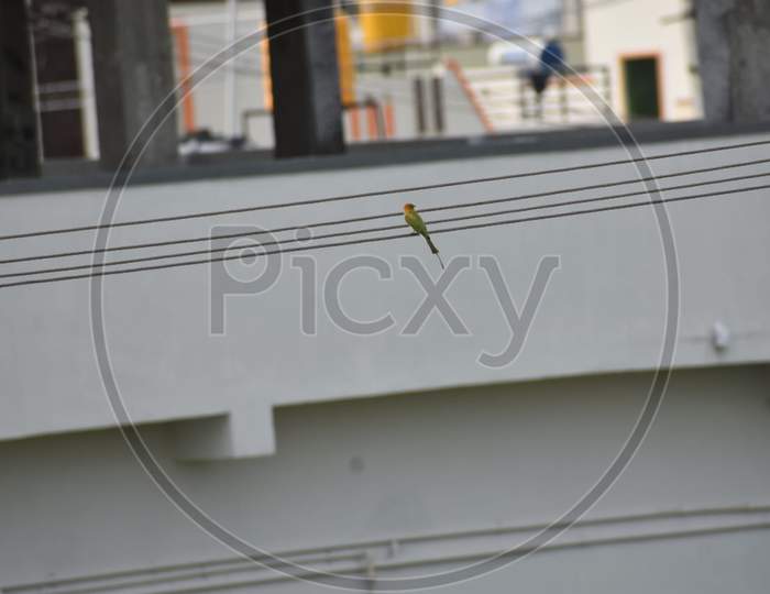 Sparrow on electric wire
