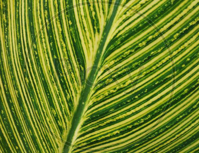Veins of the leaves