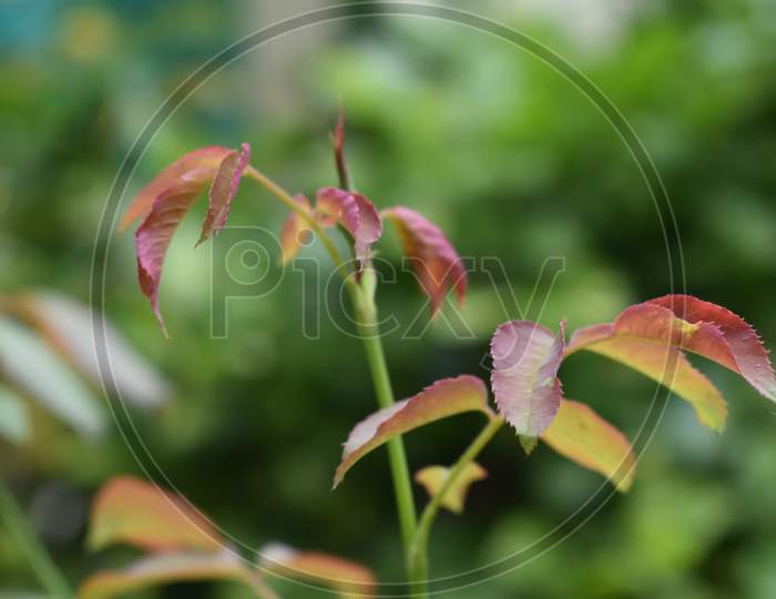 Plant stem n leaf