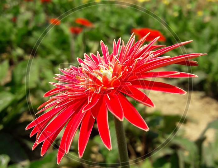 Barberton daisy flower, Gerbera jamesonii