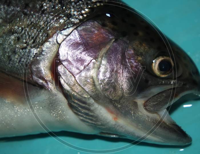 Fish Closeup With A Gray Or Grey And Silver Shiny Skin Scales