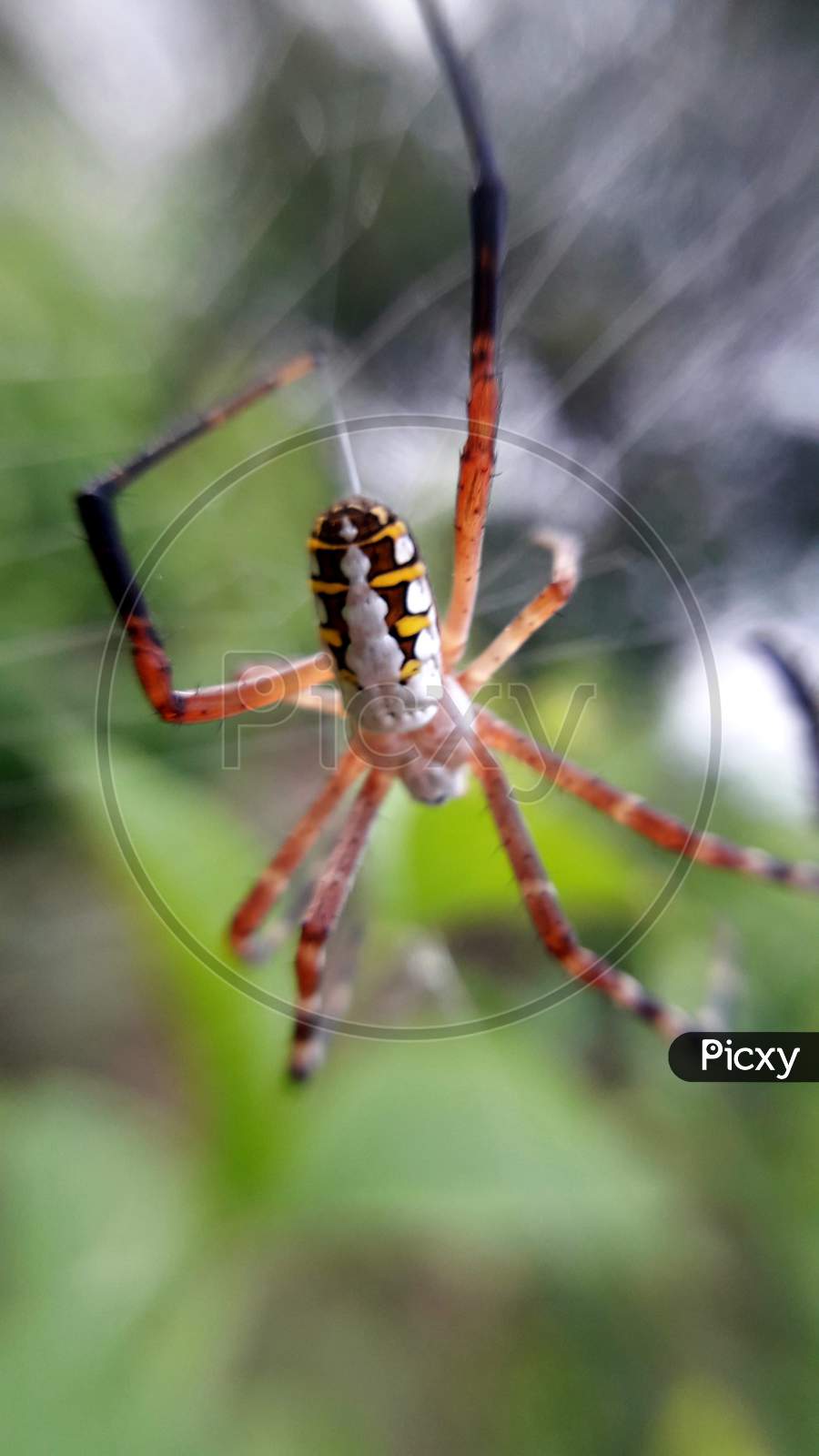 The Yellow Garden Spider, Argiope aurantia