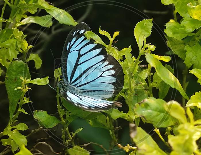 Powder blue butterfly