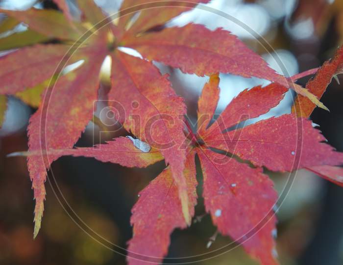 Closeup View Of Colorful Vibrant Leaves In Fall Season During Autumn