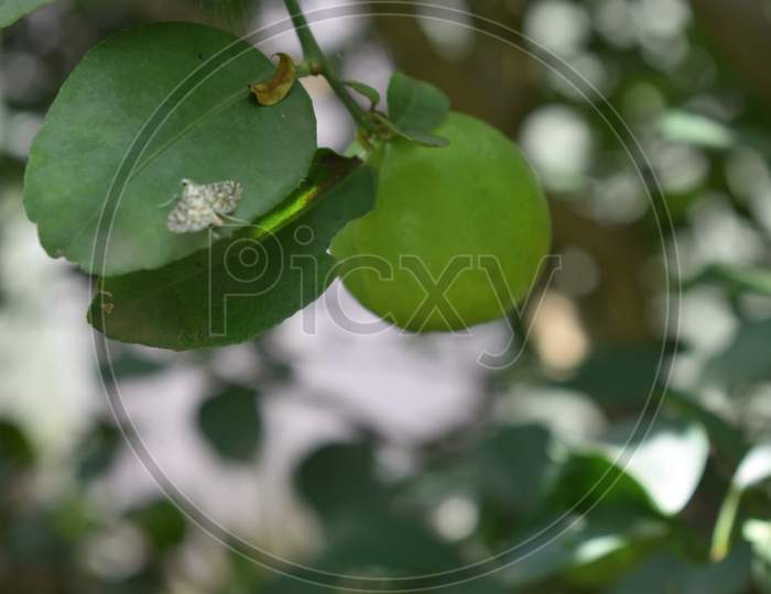 Insects on lemon leaf