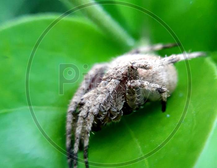 Orb weaving spider Araneus Ventricosus.