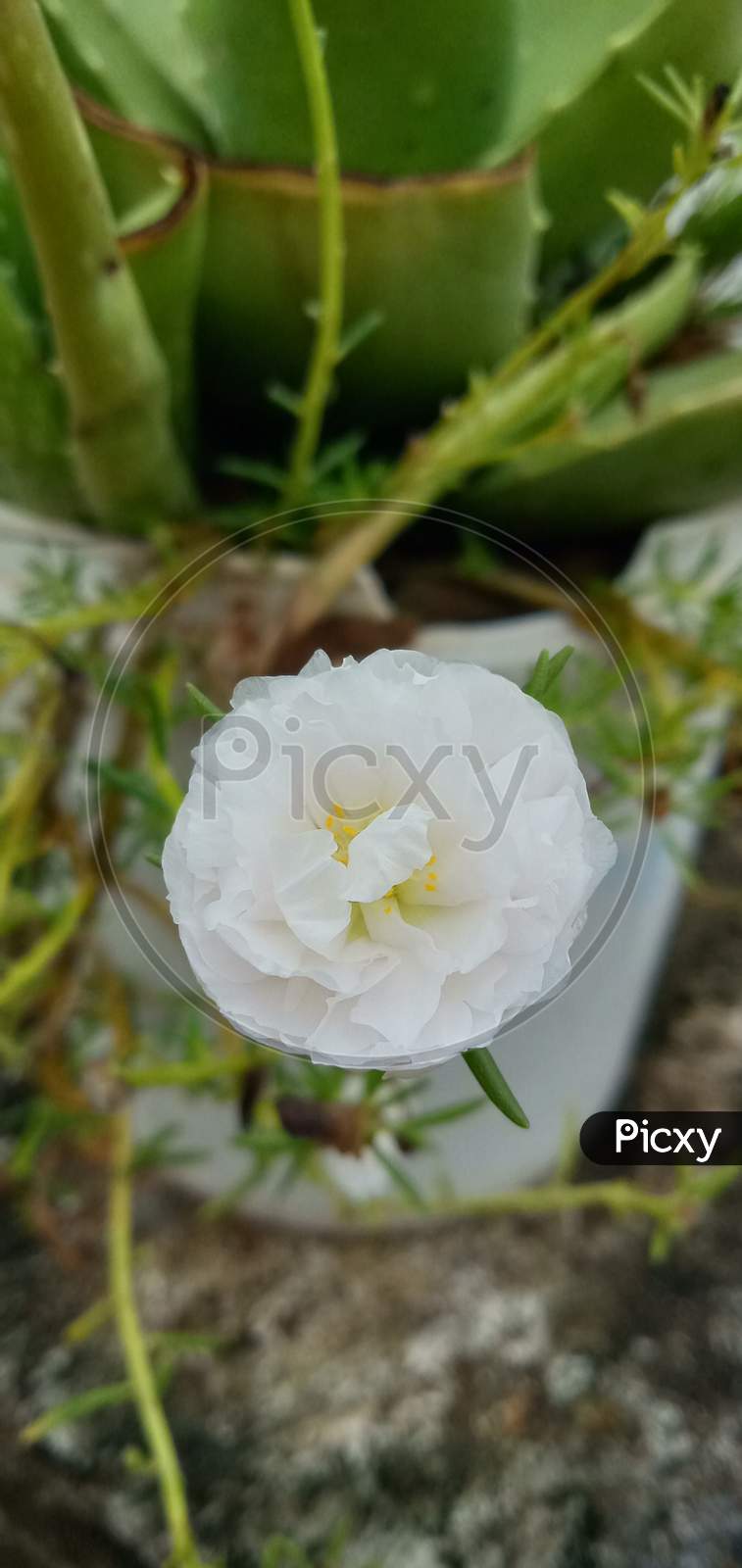 White table Rose