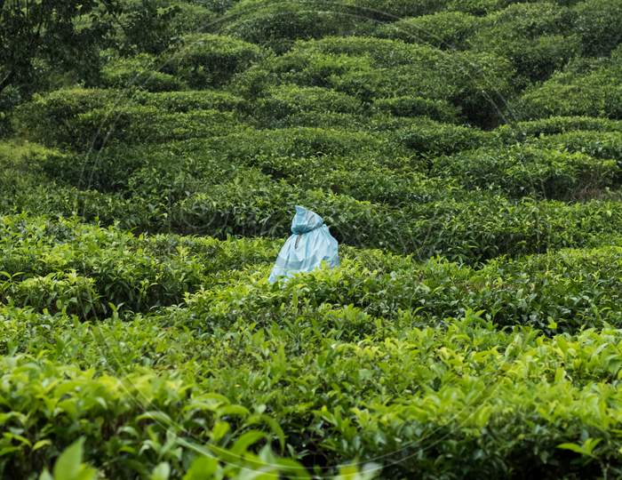 Portrait Oriented View Of A Single Tea Estate Plantation Women Worker Plucking Tea Leaves With Tools On A Hazy Rainy Day In Meppadi Near Kalpetta In Wayanad , Kerala.Drizzling Rain.