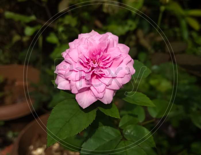 Closeup view of beautiful pink rose and green leaves
