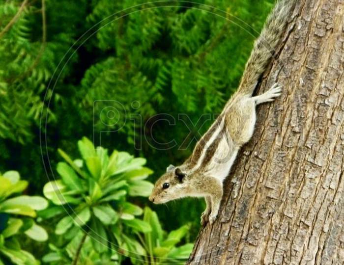 Squirrel on a tree bark