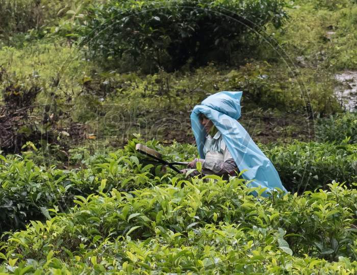 Meppadi, Kerala/ India-9.21.2020:Landscape Oriented View Of A Single Tea Estate Plantation Women Worker Plucking Tea Leaves With Tools On A Hazy Rainy Day In Meppadi Near Kalpetta In Wayanad , Kerala.