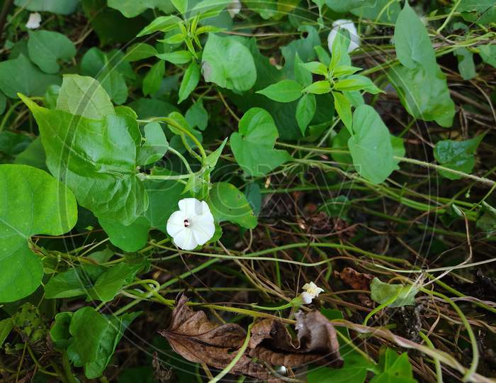 This Is Image Of Ipomoea Lacunosa . 29 October 2020 : white Ipomoea Lacunosa