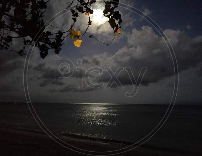 Moonlight through leaves on a beach