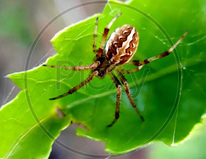 The oak spider, Aculepeira ceropegia