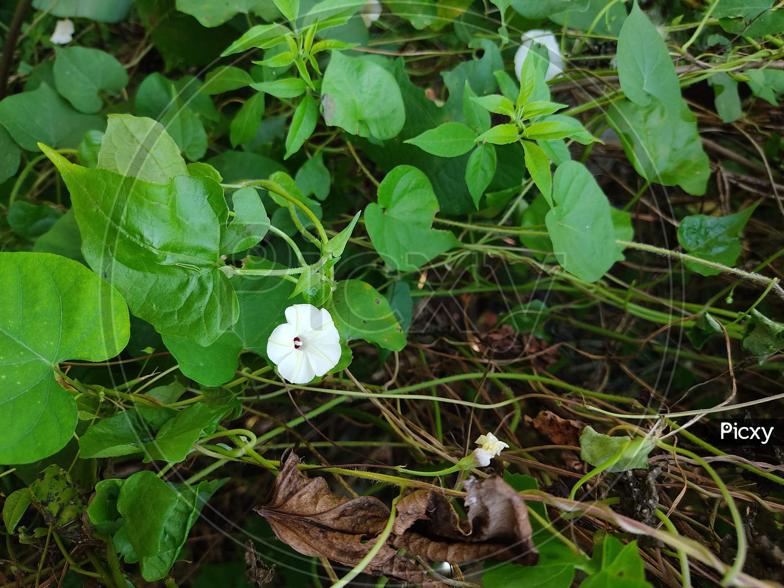 This Is Image Of Ipomoea Lacunosa . 29 October 2020 : white Ipomoea Lacunosa