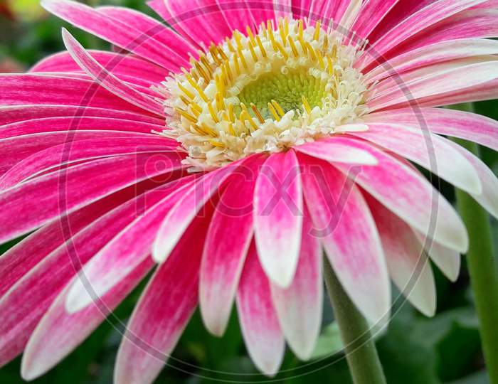 Transvaal daisy flower, Gerbera L