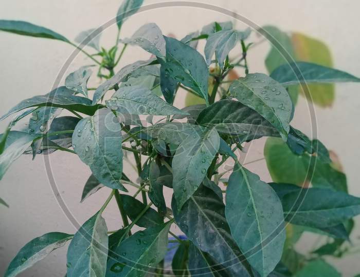 Chilli plant