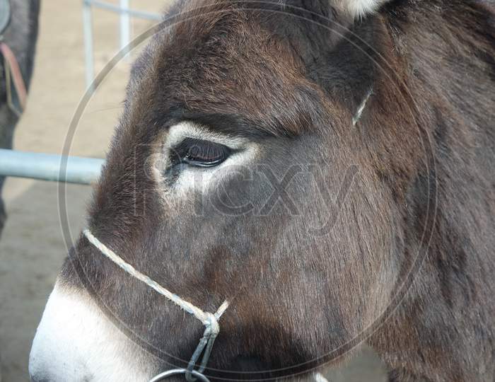 Close-Up On A Donkey Head Profile In A Natural Environment In Day Time