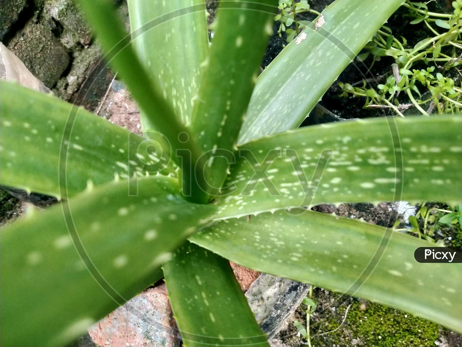 Aloe vera plant 2020