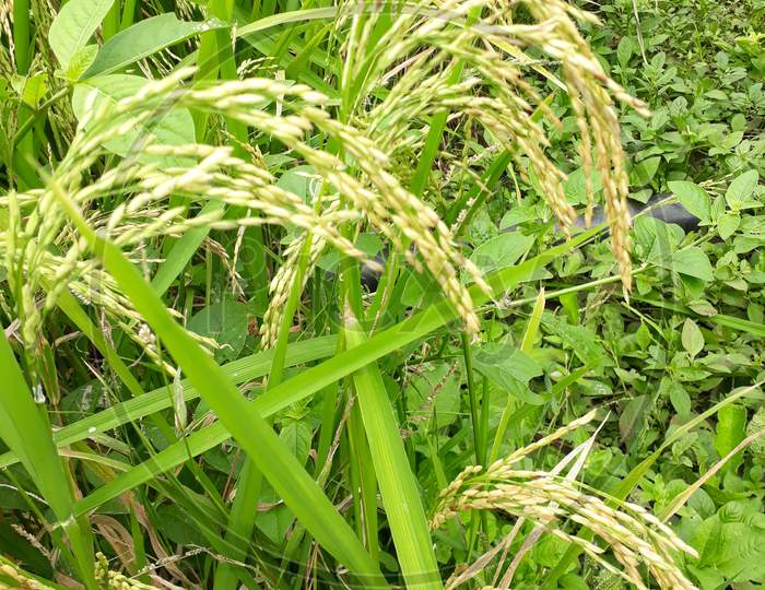 Green rice farm, organic rice