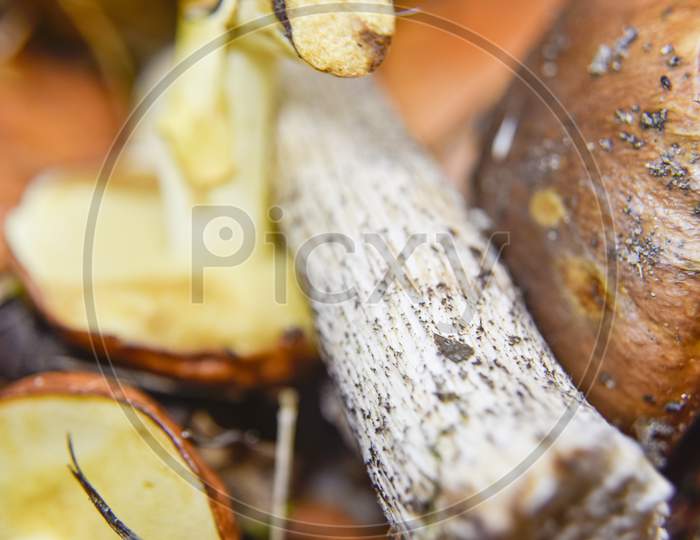 Selective Focus At The Bottom Side Of The Mushroom