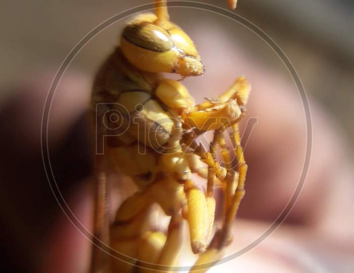 A yellow wasp, macro photography, Bikram khanra
