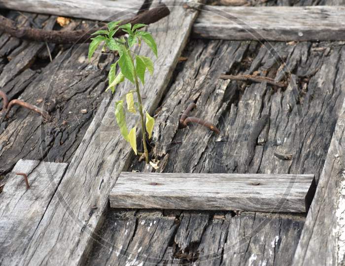 Small tree on wood
