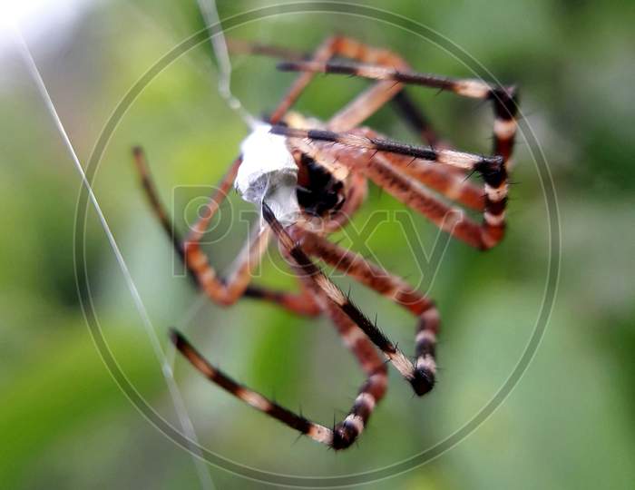 The Yellow Garden Spider, Argiope aurantia is hunting a fly